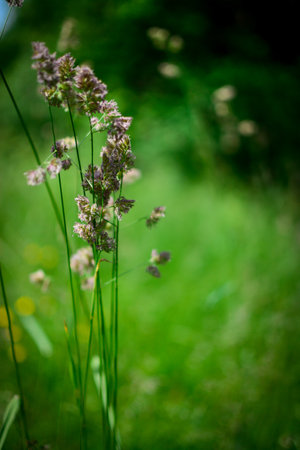 wisps in the meadow, close up blurry backgroundの写真素材