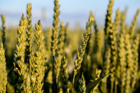 Ripe grain in the field on a golden hourの写真素材