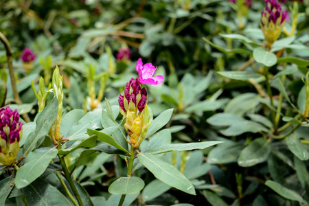 Colorful rhododendron in the unique park in Latviaの写真素材