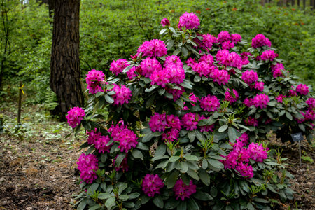 Colorful rhododendron in the unique park in Latviaの写真素材