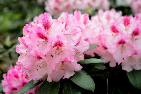 Colorful rhododendron in the unique park in Latviaの写真素材