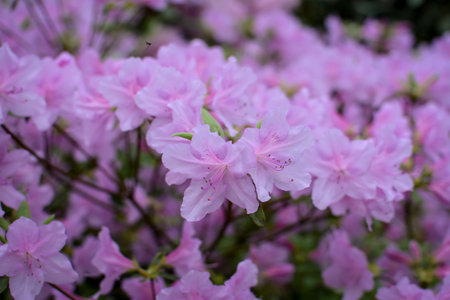 Colorful rhododendron in the unique park in Latviaの写真素材
