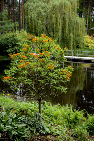 Colorful rhododendron in the unique park in Latviaの写真素材