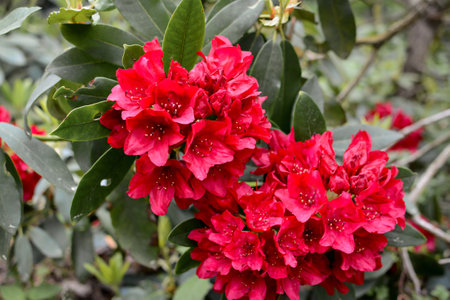 Colorful rhododendron in the unique park in Latviaの写真素材