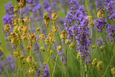 Blooming lavenders in the gardenの写真素材
