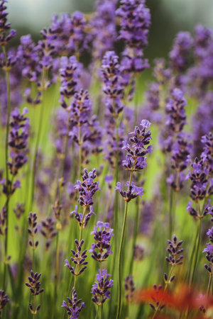 Blooming lavenders in the gardenの写真素材