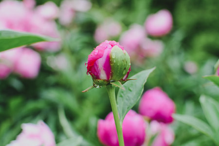 Beautiful pink peonies in the garden, rain drops on blossomsの写真素材