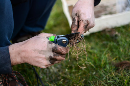 Cutting strawberry roots and planting it in the gardenの写真素材