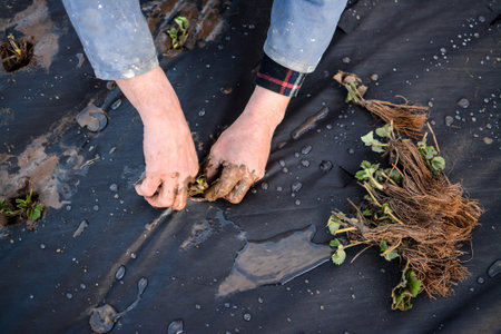 Cutting strawberry roots and planting it in the gardenの写真素材