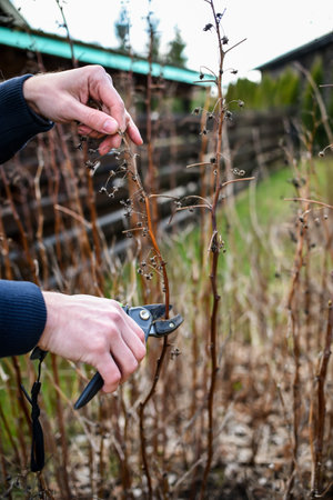 Pruning bilberry bushes in the garden on early springの写真素材