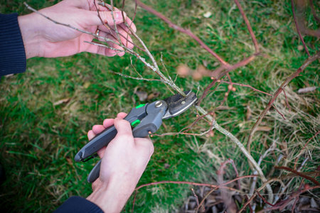 Pruning bilberry bushes in the garden on early springの写真素材