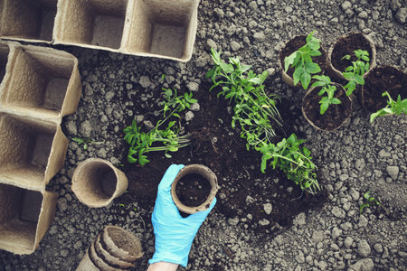Planting small tomatoes into separate bowlsの写真素材