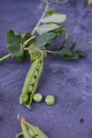Green peas in the pods on a gray background. Close-up.の写真素材
