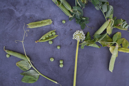 Green peas in the pods on a gray background. Close-up.の写真素材