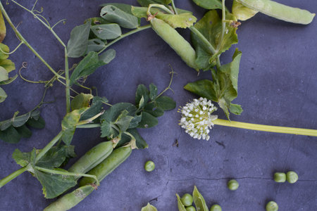 Peas and pods on a black background, top view, close-upの写真素材