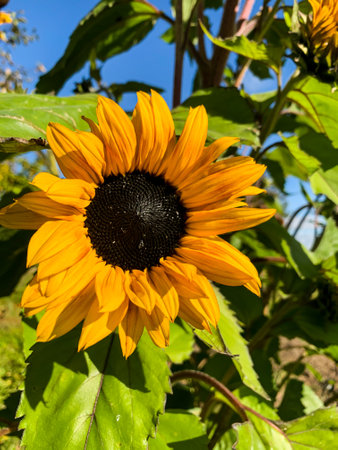 Sunflower on a background of green leaves. Sunflower blooming.の写真素材