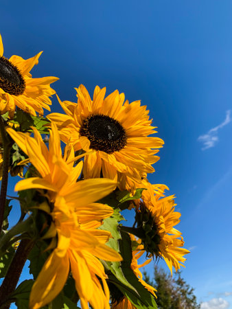 Beautiful sunflowers on a background of blue sky and cloudsの写真素材