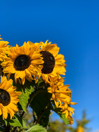 Sunflowers on blue sky background. Sunflower blooming.の写真素材