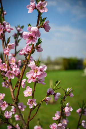 Peach blossom in the garden. Spring background with pink flowers.の写真素材