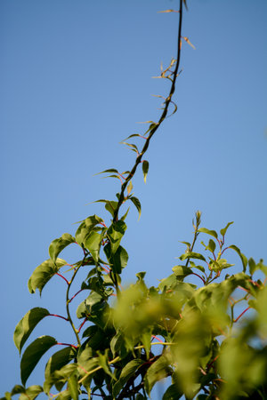 green leaves on blue sky background in sunny summer day, nature seriesの写真素材