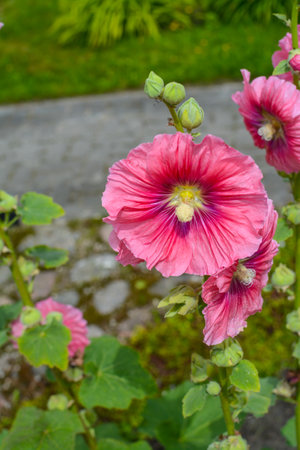 Pink hollyhock flowers with green leaves in the garden.の写真素材