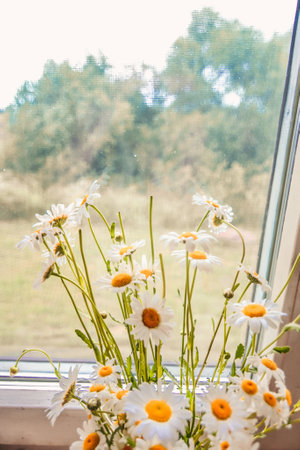 Beautiful daisies on the windowsill in a sunny dayの写真素材