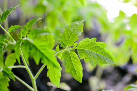 Tomato seedlings in a greenhouse. selective focus. nature.の写真素材