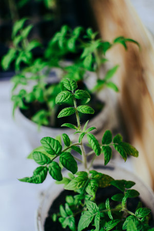 tomato seedlings in pots on a windowsill. selective focusの写真素材