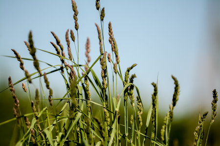 Close up of green grass in the field with blue sky background.の写真素材