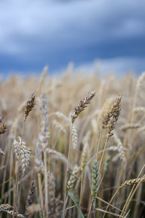 Field of wheat under blue sky with white clouds. Shallow depth of field.の写真素材