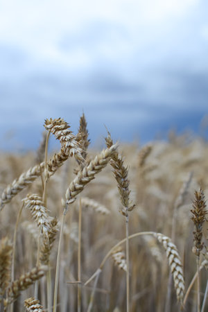 Ripe ears of wheat on a background of the cloudy sky.の写真素材