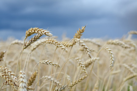 Ripe ears of wheat against the background of a stormy skyの写真素材