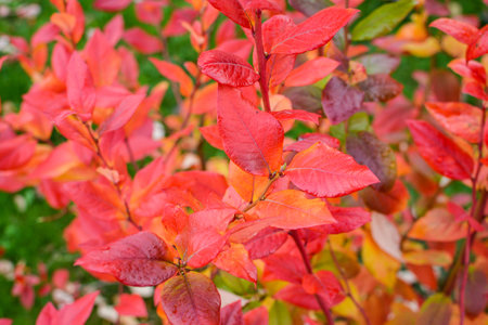 Autumn leaves background. Red leaves background.の写真素材