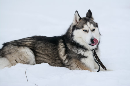 Siberian Husky dog lying on the snow in winter.
