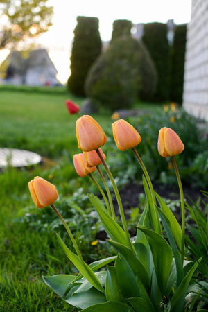 tulips on the flowerbed in the garden, springtimeの写真素材