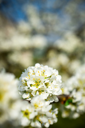 White flowers on a branch of a blossoming cherry tree in spring