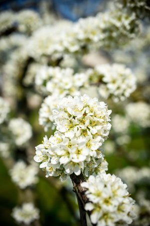 White flowers on a branch of a blossoming cherry tree in springの写真素材