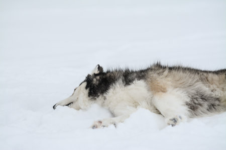 Siberian Husky dog lying on the snow in winter.