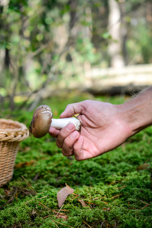 man picking mushrooms in the forest, selective focusの写真素材
