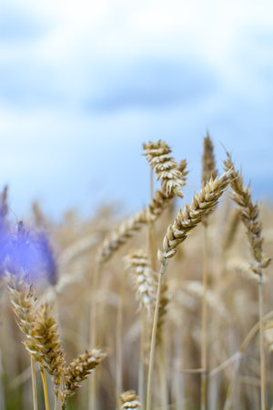 Ears of wheat against a blue sky. Shallow depth of field.の写真素材