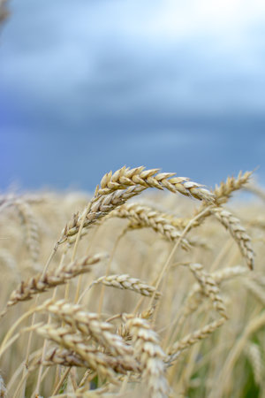 Golden ears of wheat on a background of blue sky with clouds.の写真素材