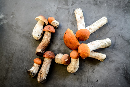 Boletus edulis mushrooms on black backgroundの写真素材