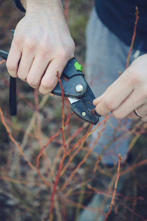 Man pruning bushes with secateurs in the garden. Selective focus.