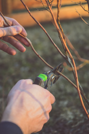 Gardener pruning a bush with pruning shears.の写真素材
