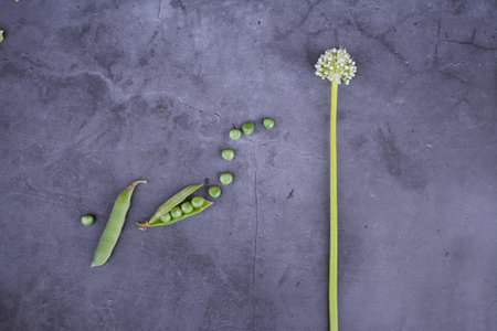 Peas and pods of peas on a gray background, top view