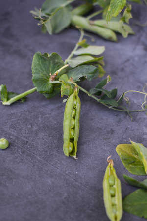 Green pea pods and pods on a dark background. Selective focus.の写真素材
