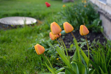 Orange tulips in the garden on a sunny spring day.の写真素材