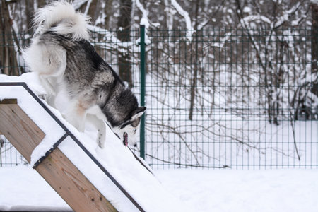 Siberian Husky dog running on the stairs in winterの写真素材