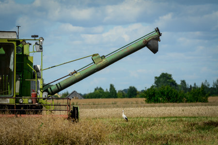 Combine harvester working on a wheat field in the countrysideの写真素材