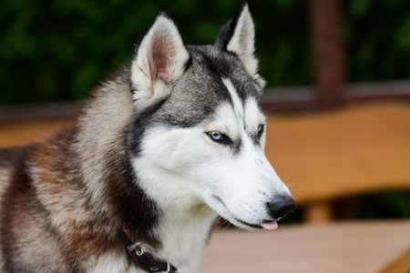 Siberian Husky portrait in the garden. Selective focus.の写真素材